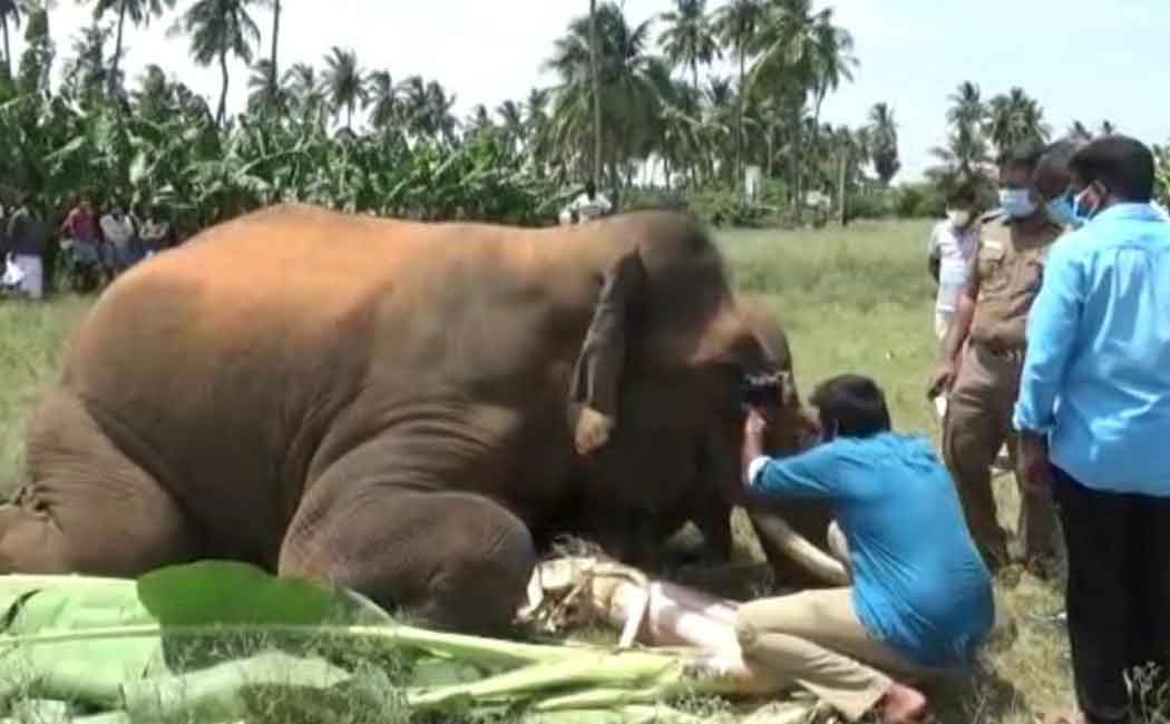 Wild elephant lying unconscious ... Forest department fighting to rescue!