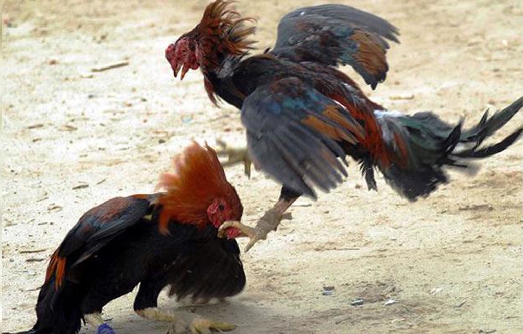 Big cock with chickens fight ! The trapped gang!