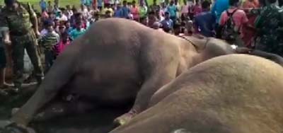 elephant