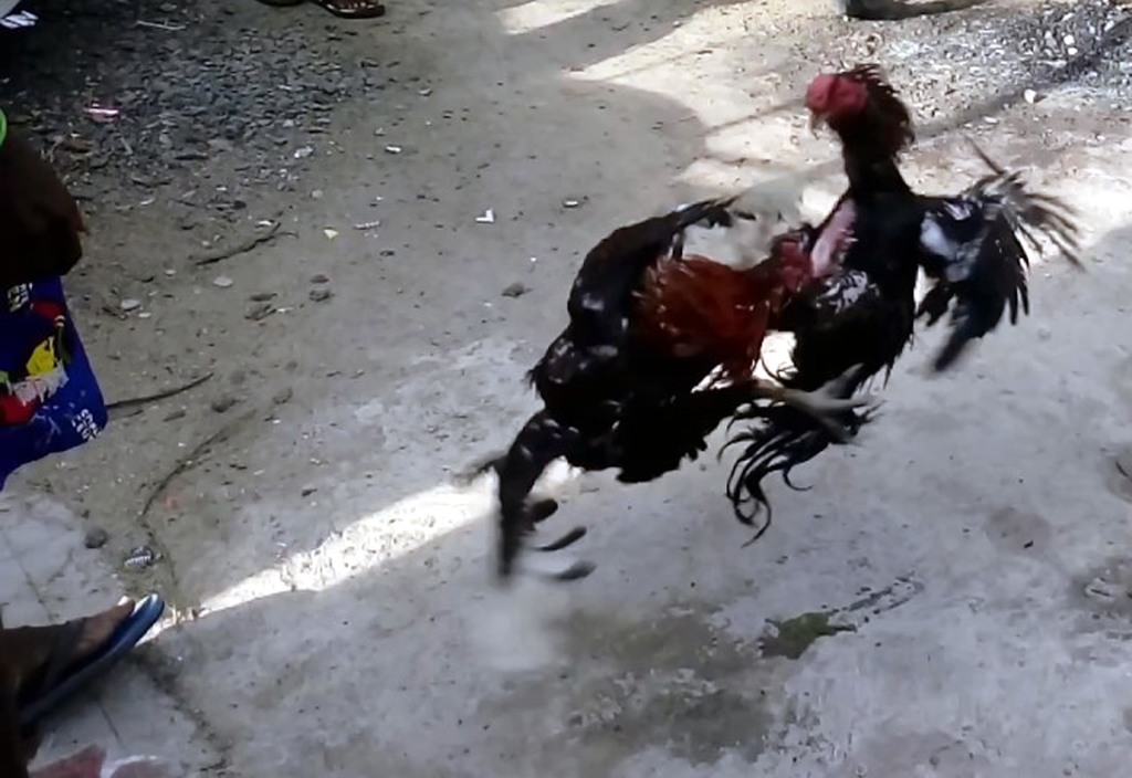 Big cock with chickens fight ! The trapped gang!