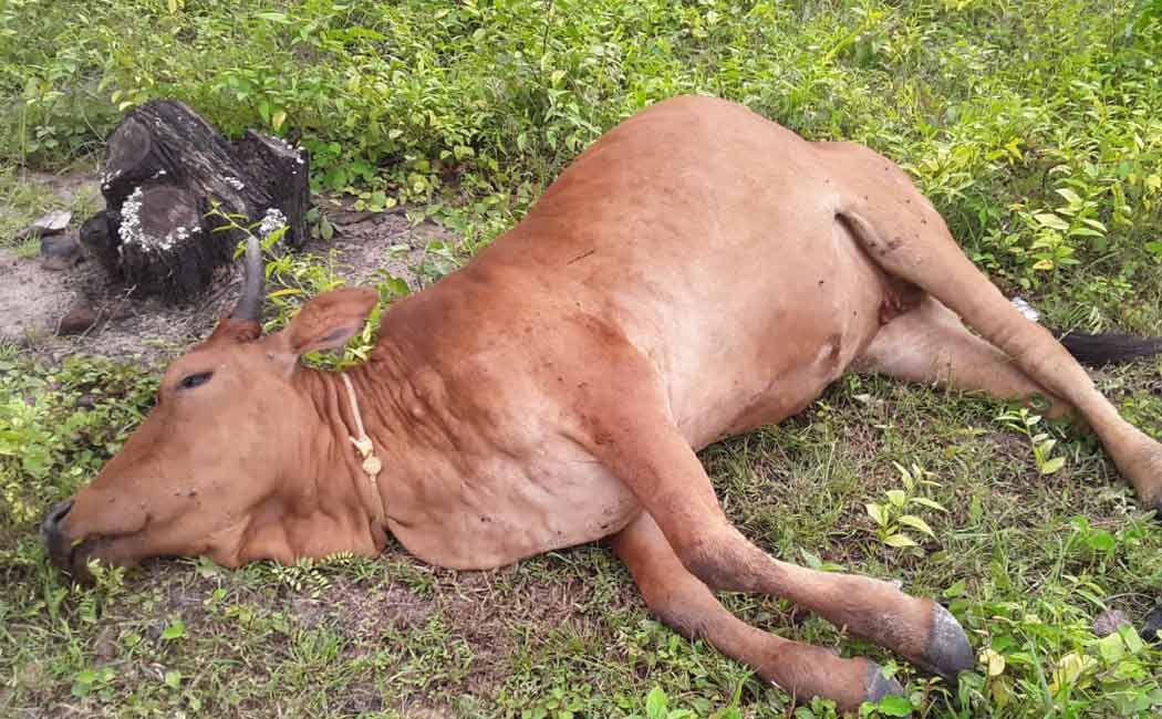 Cattle passed away from mysterious disease