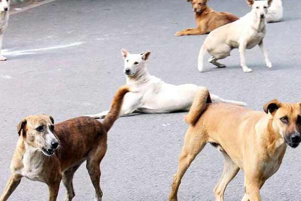 Intensification of catching stray dogs and vaccinating them against rabies