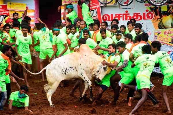 Madurai Jallikattu; 12,000 bulls and 4,000 cowherds are reserved