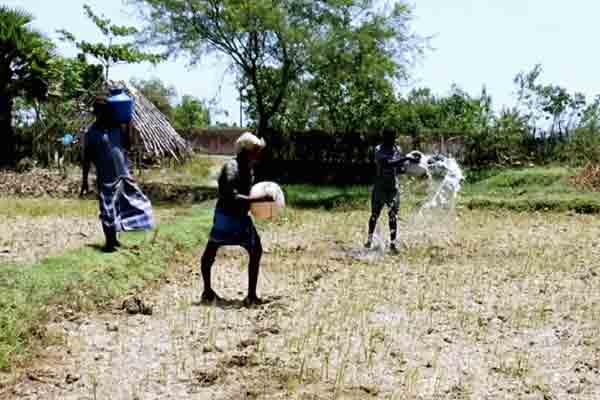 Delta farmers who pour water to their distressed crops