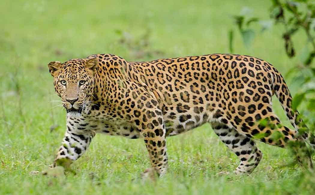 Female leopard victim! Two State Forest Departments are investigating