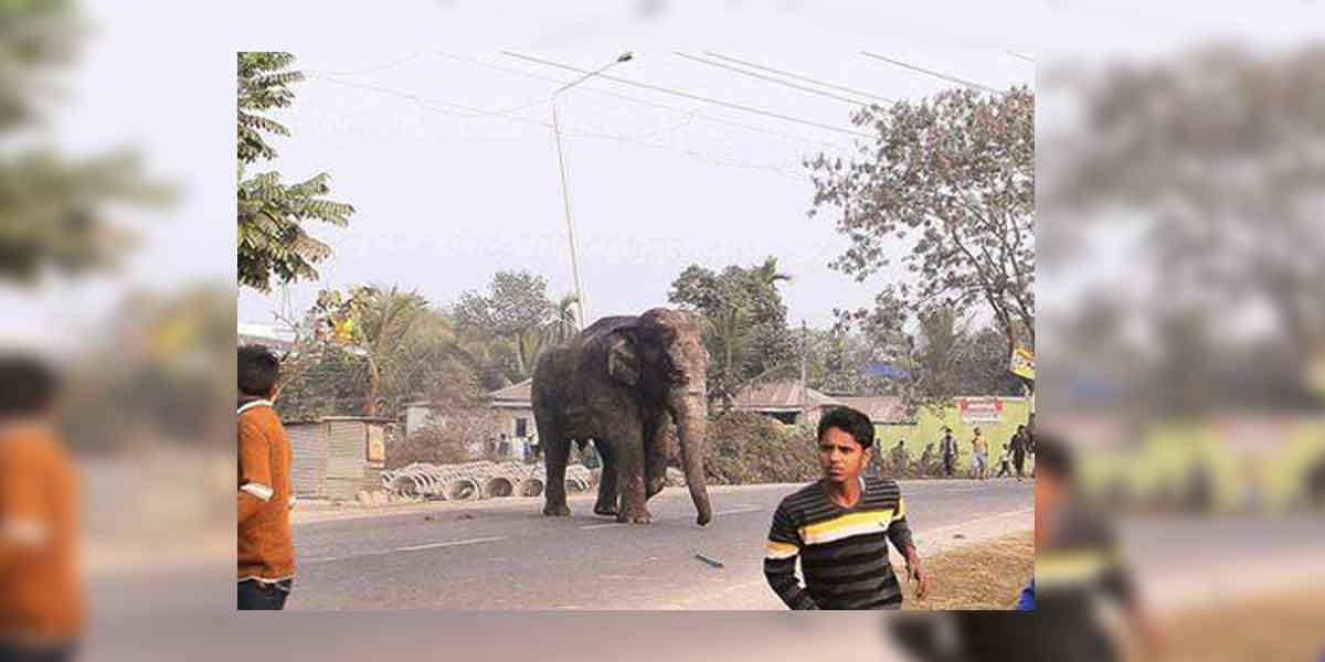 Excitement as the elephant ran away in Trichy!