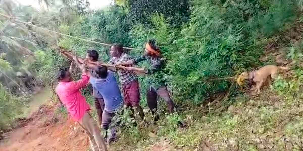 A dog helped pull the rope to plant the electric pole with the electricity workers