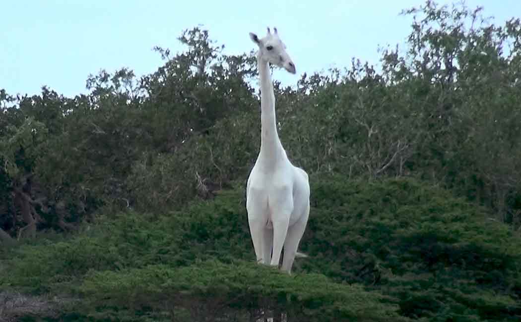 rare white giraffe near extinction