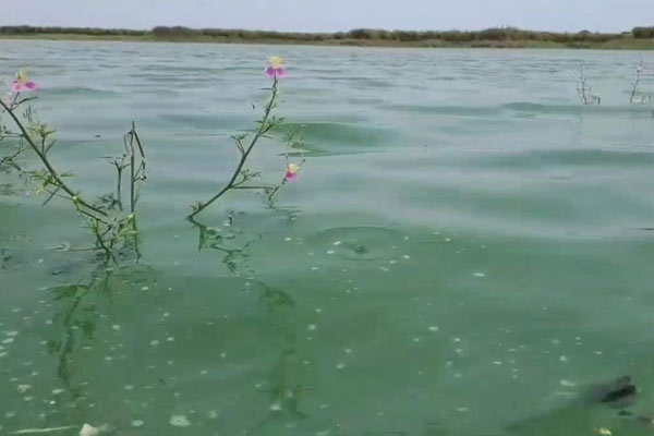 official informed that there is no chemical compound in Veeranam lake water