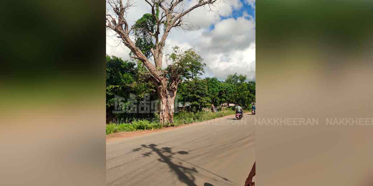 mettupatti number 9 tamarind tree