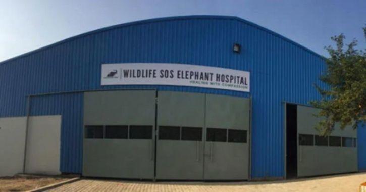 elephant hospital