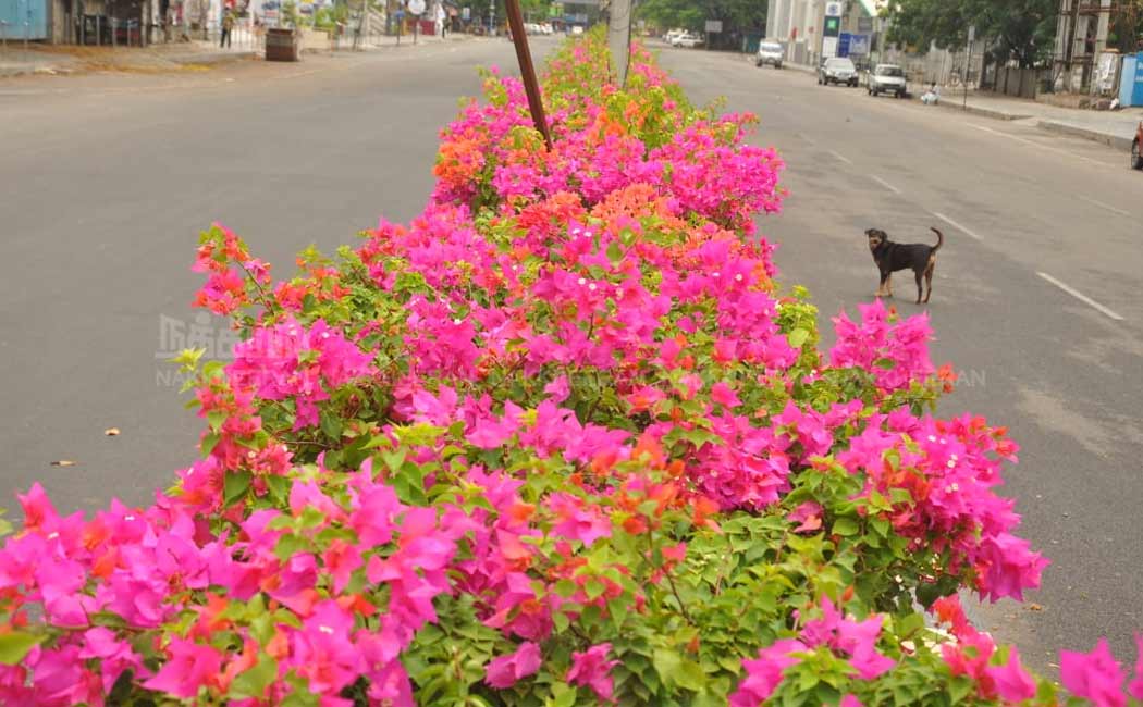 Flowers of Madras Road