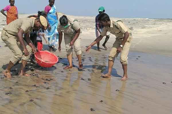 672 sea turtle chicks released in Pichavaram sea