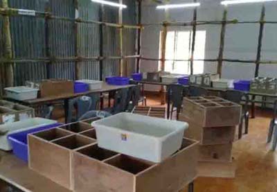 local body election