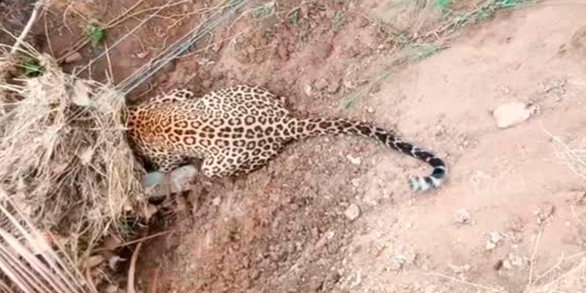 A leopard biting a goat caused a stir - public demand to keep it in a cage