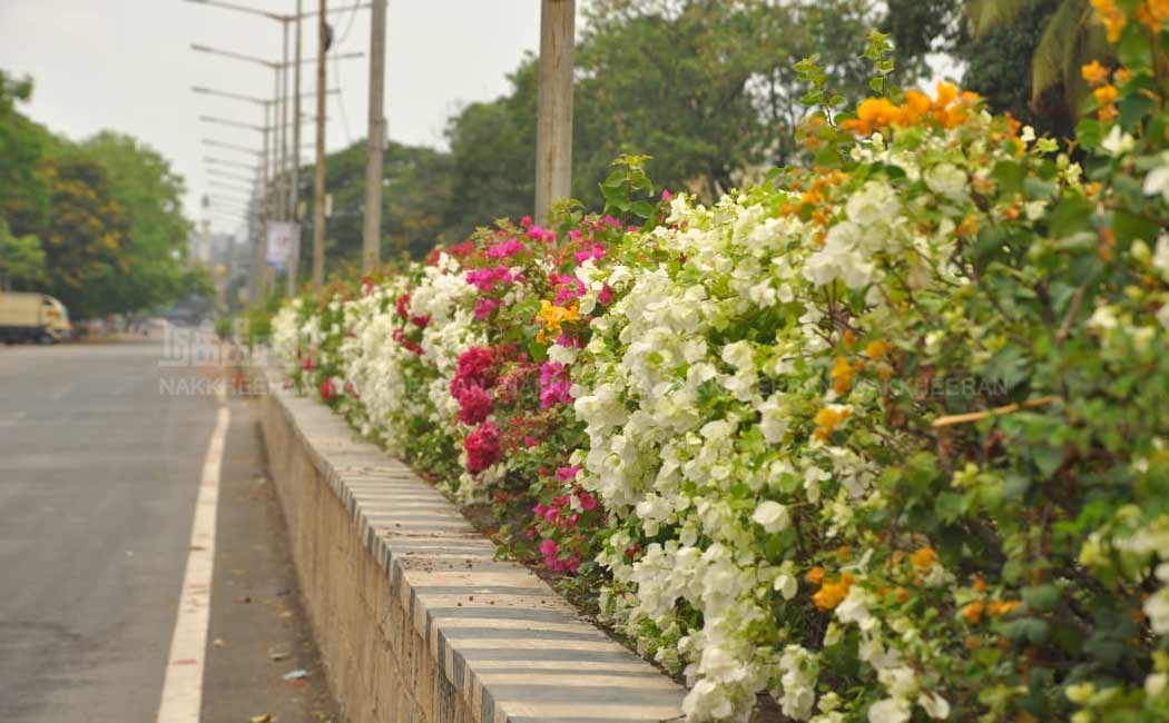 Flowers of Madras Road