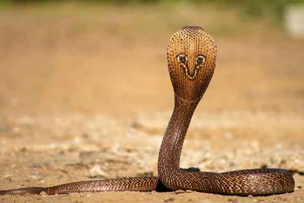 Odisha woman Basanti passes away by snake ganesh patra arrested by police