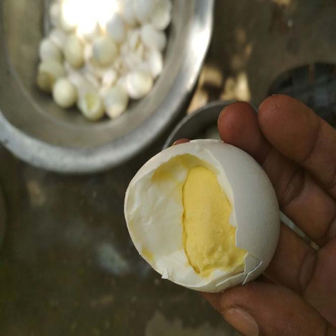 egg