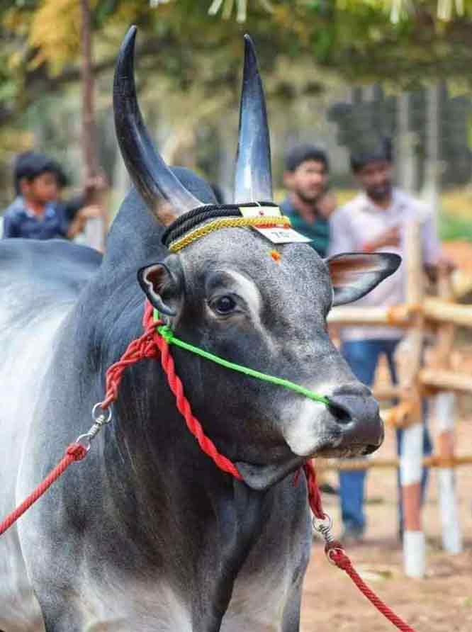 Danger for Polly bulls! Danger of Jallikattu! - eps government's new plan!