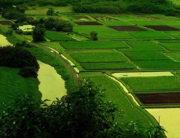 agriculture