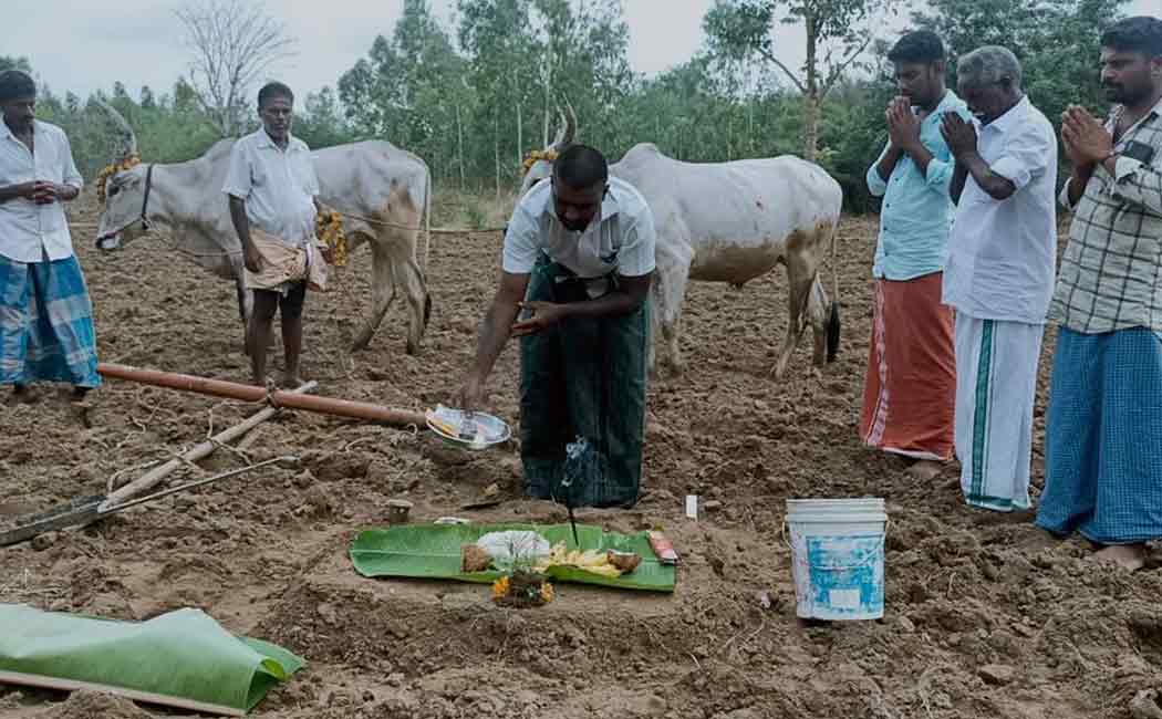 Chithra month puthukottai farmers celebration