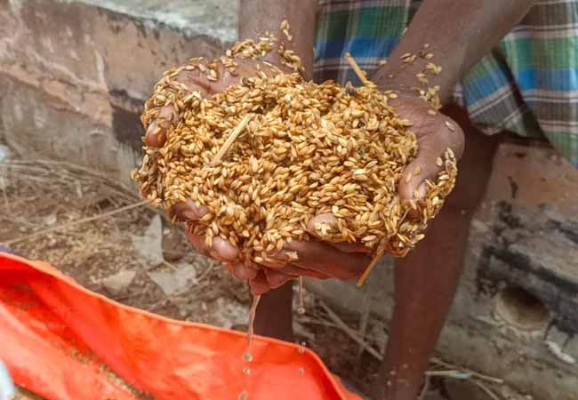 Thousands of paddy bundles damaged at heavy rains
