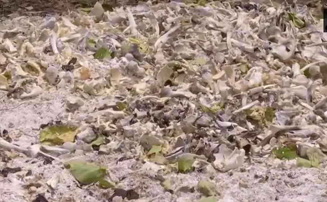 Human skeletal remains found behind Sri Krishna Medical Hospital in Muzaffarpur