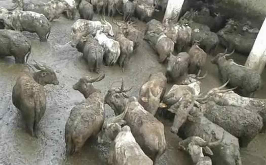 karnataka sloppy cow shelter