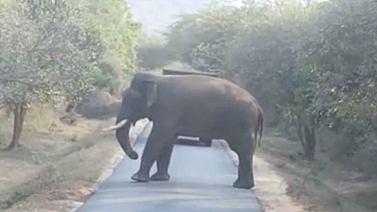 A single elephant overturned a lorry loaded with corn