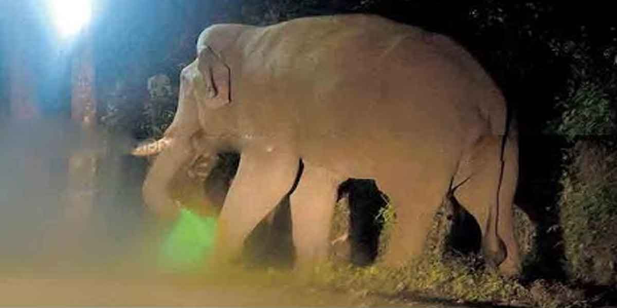 elephant entered the government hospital premises