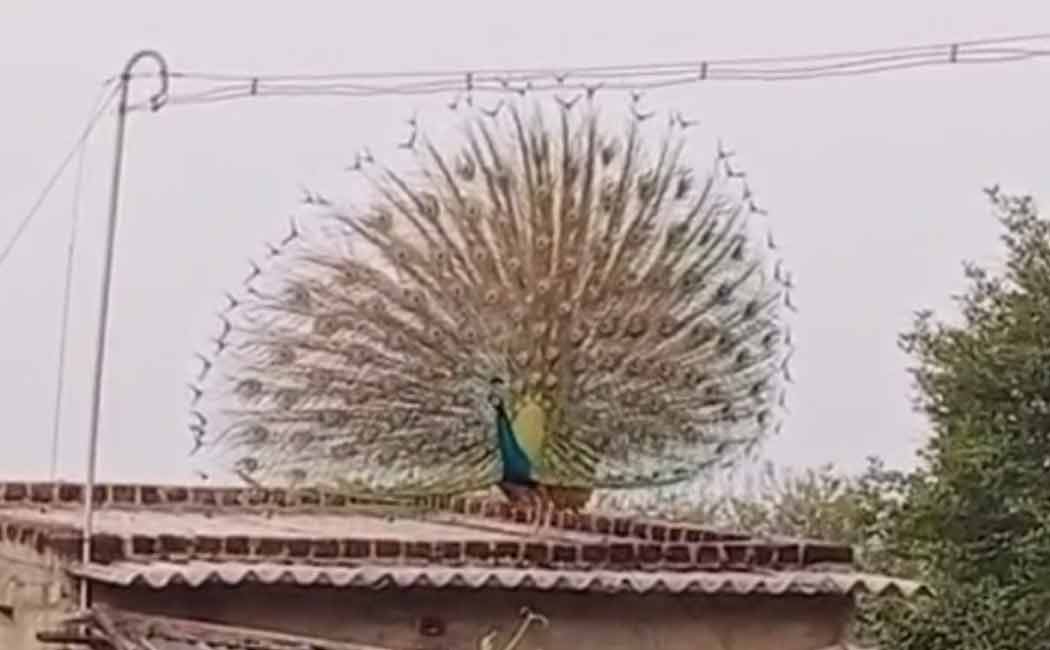 video of a male peacock dancing in Karur before the rains is going viral