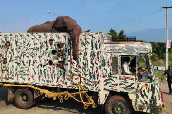 arisi komban elephant happy theni kambam suruli tourist