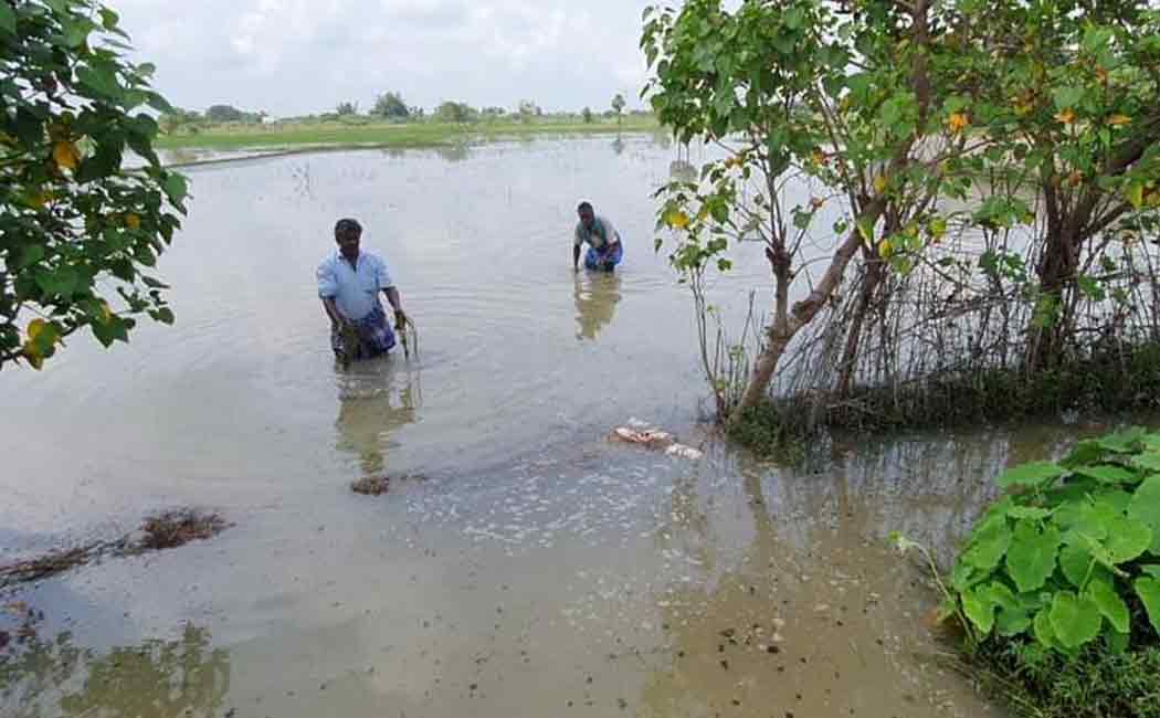 Chief Minister orders setting up of committee of ministers to inspect crop damage