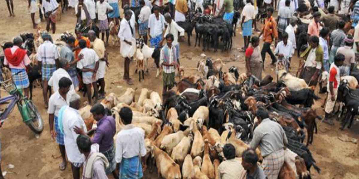 Goats for sale for 2 crore at Ulundurpet market ahead of Pongal