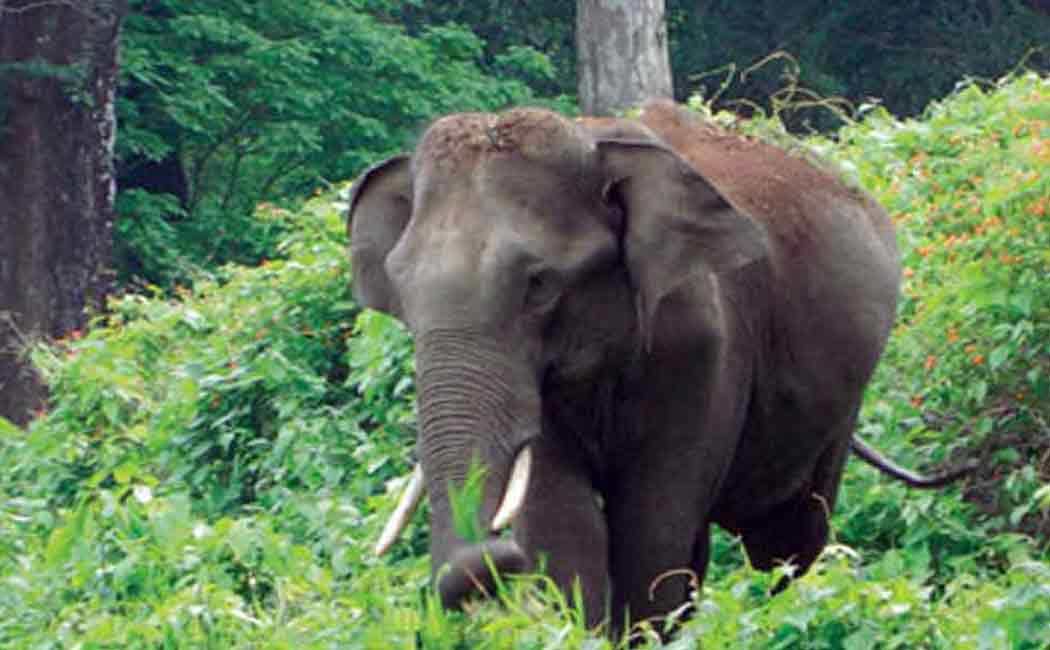 single elephant roaring for 20 days in sathyamangalam