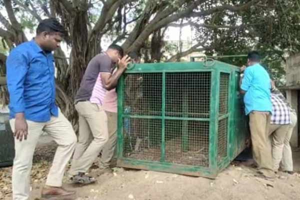 forest department is struggling to catch the elusive leopard