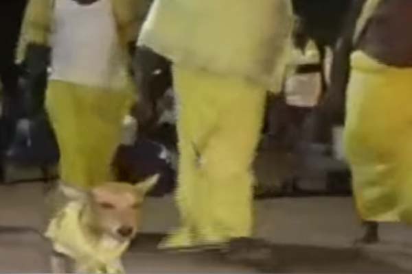 dog