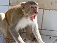 VACATE THE VILLAGE BECAUSE OF MONKEY