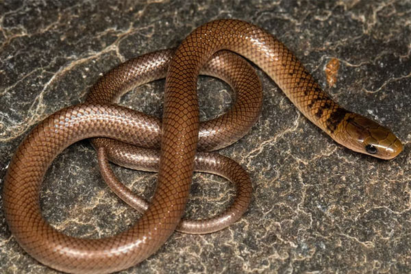 new himalayan snake species named hollywood actor leonardo dicaprio