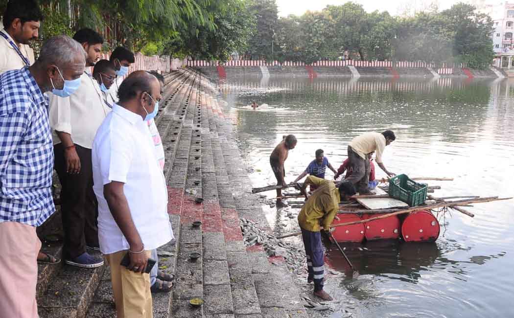 Dead fish in temple pond