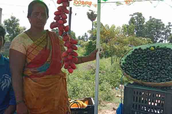 Salem Highways novel fruits