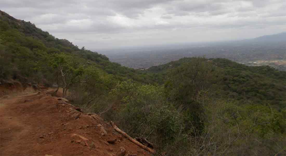 women Attacked by Wild Elephant In Coimbatore