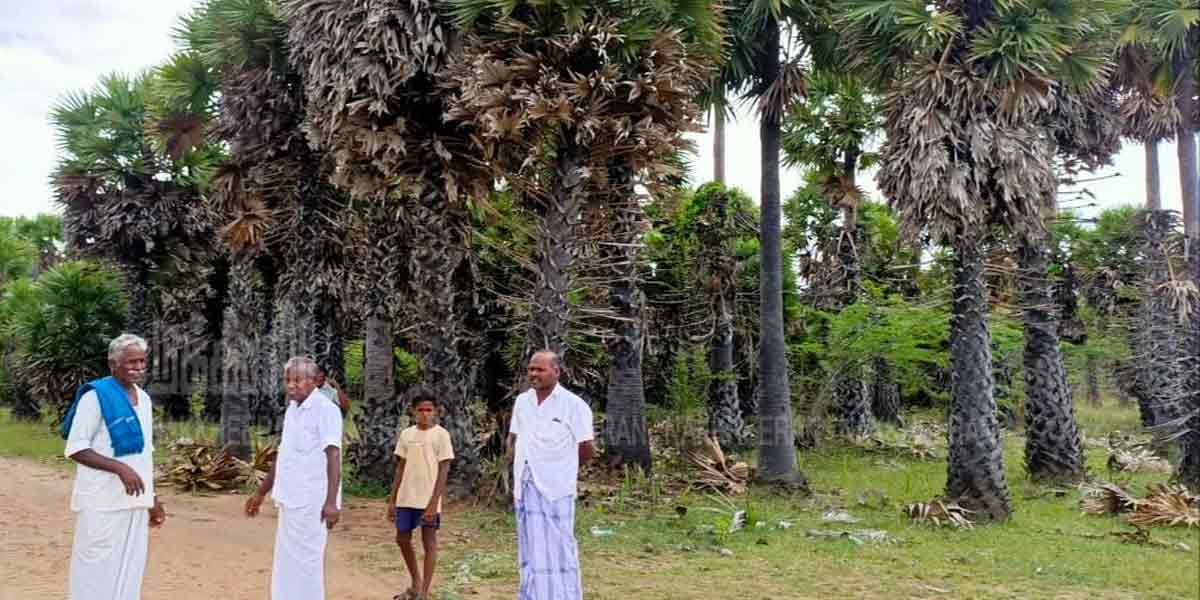 Thousands of palm trees with Bharati forum ...