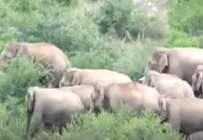 Elephants take refuge in Jawalagiri forest