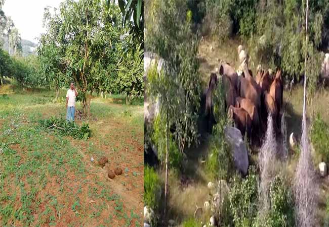 TIRUPATTUR DISTRICT AMBUR AGRICULTURE LAND ELEPHANTS FARMERS