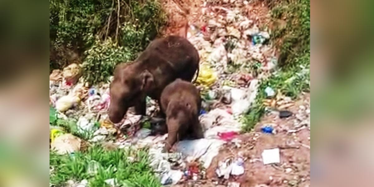 wild elephants scavenging garbage for food; Animal welfare activists in shock