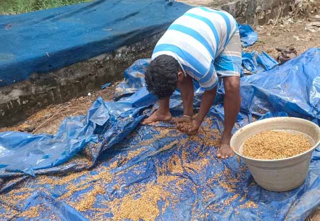 Thousands of paddy bundles damaged at heavy rains
