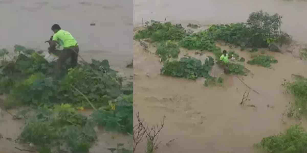 Puppies trapped in the flood! -Fighting rescue troops!