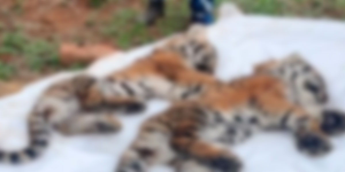 National Tiger Commission hearing today