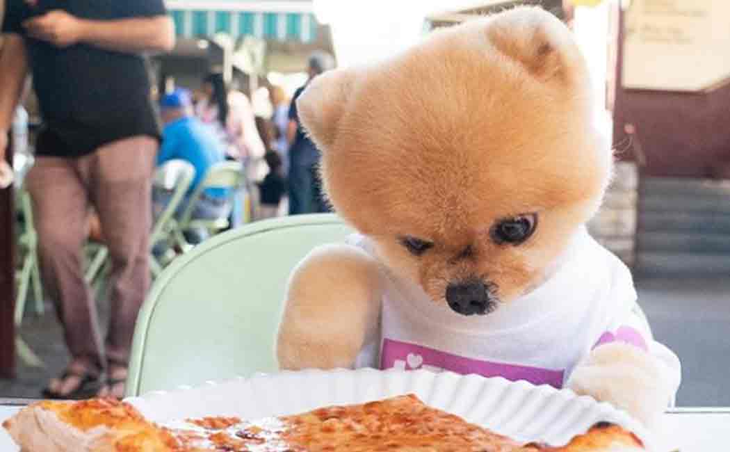 pomaranian dog named jiffpom becomes instagram celebrity